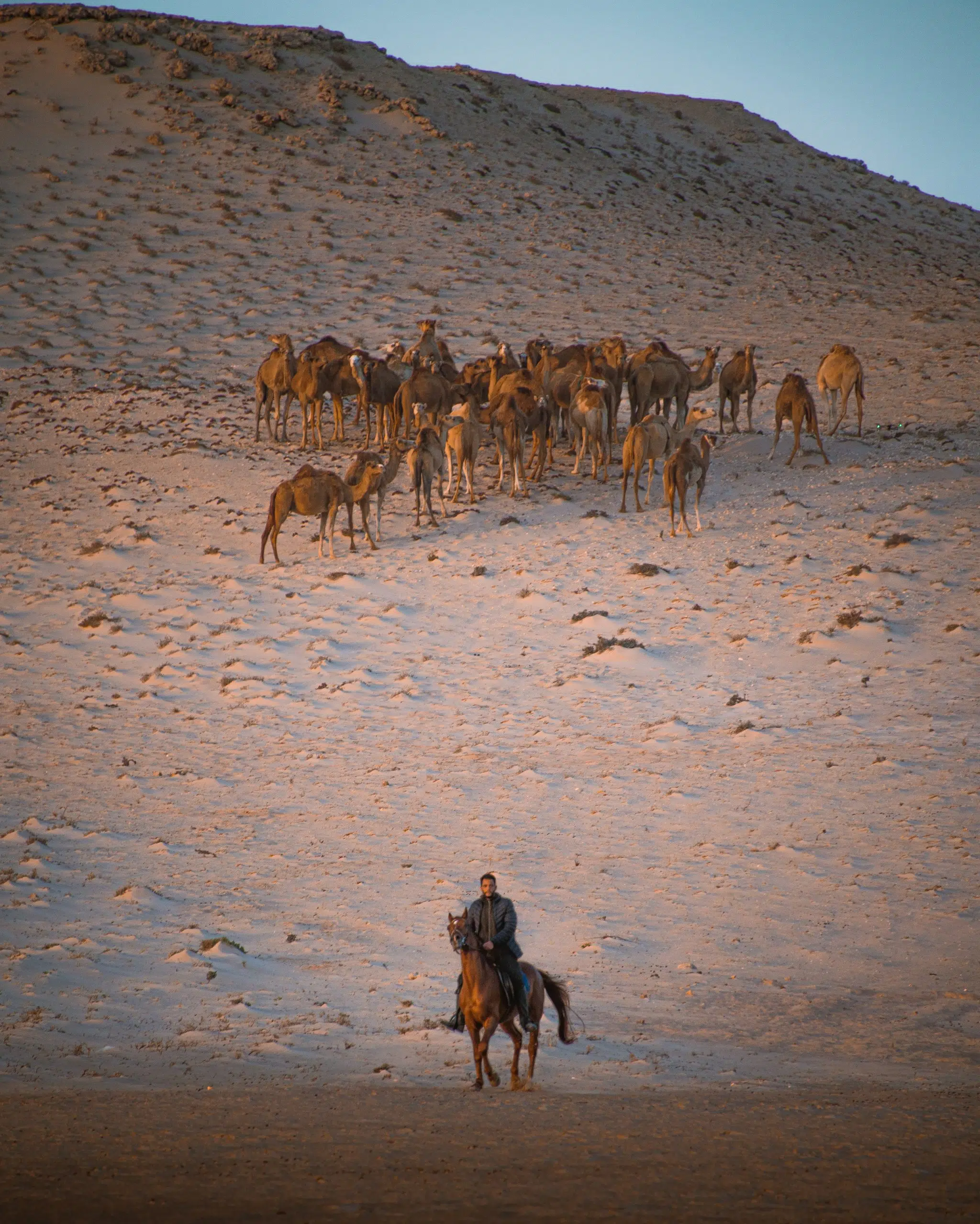 balade cheval dans le désert
